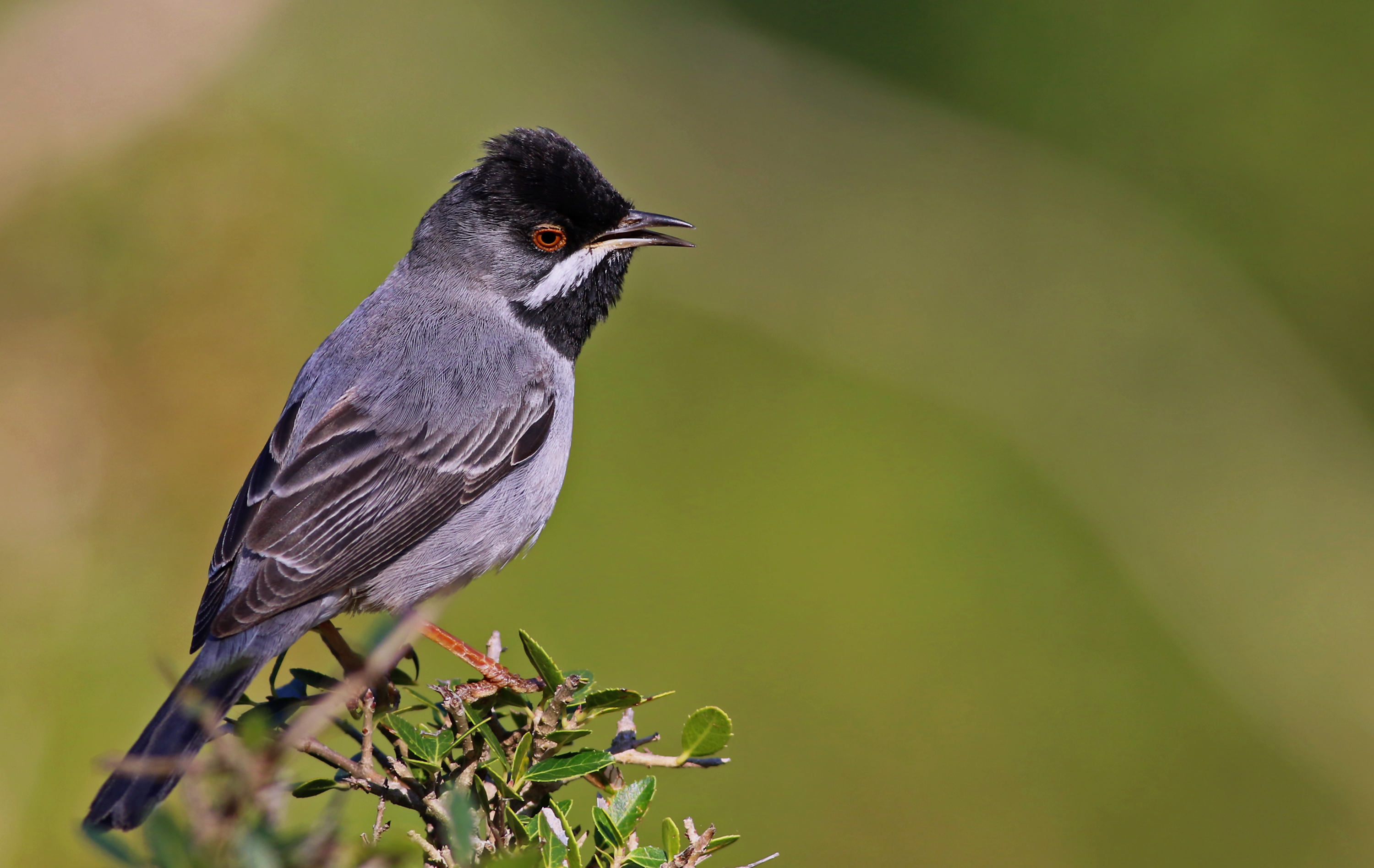 Rüppell's Warbler